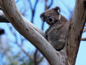 Wildlife can be seen in Eden